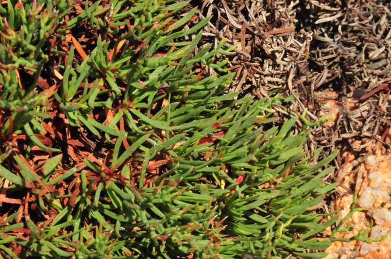 Limonium contortirameum